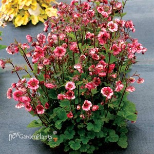Geum TEMPO Rose