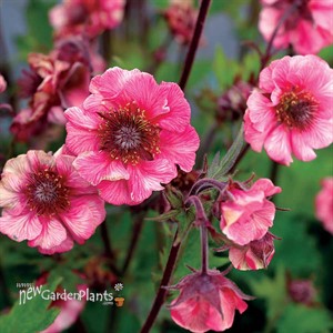 Geum TEMPO Rose