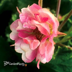 Geum TEMPO Rose