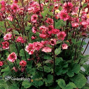 Geum TEMPO Rose