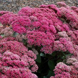 Sedum ‘Thunderhead’