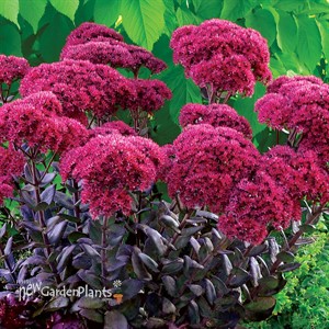 Sedum ‘Thunderhead’