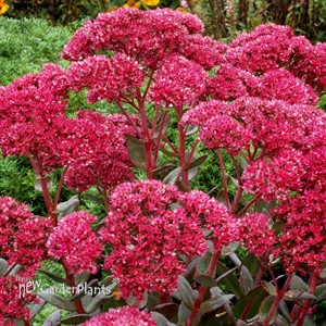 Sedum ‘Thunderhead’