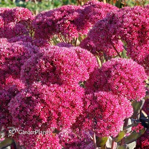Sedum ‘Thunderhead’