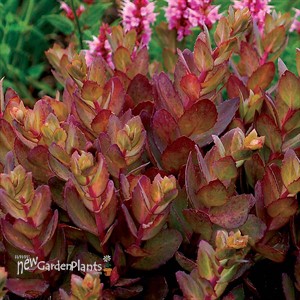 Sedum ‘Thunderhead’