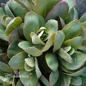 Sedum ‘Thunderhead’