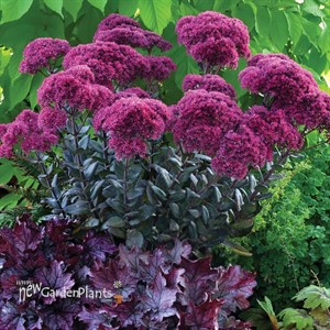Sedum ‘Thunderhead’