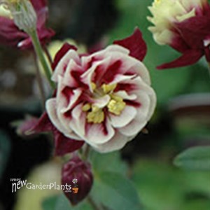 Winky Double Red and White