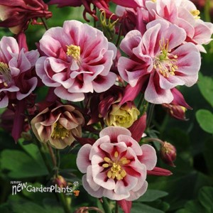 Winky Double Red and White