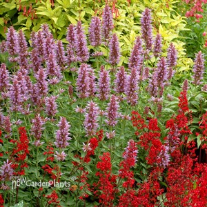 Agastache ‘Kudos Silver Blue’