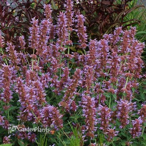 Agastache ‘Kudos Silver Blue’