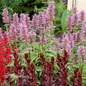 Agastache ‘Kudos Silver Blue’