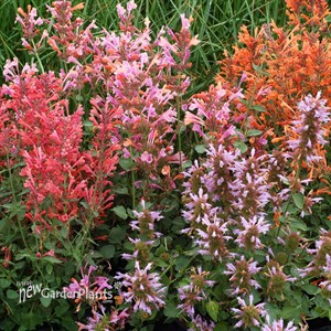 Agastache ‘Kudos Silver Blue’