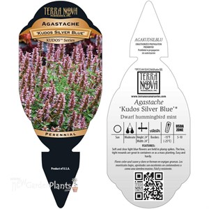 Agastache ‘Kudos Silver Blue’