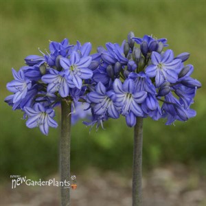 Agapanthus 'Galaxy Blue' Galaxy Collection