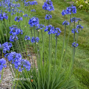 Agapanthus 'Galaxy Blue' Galaxy Collection