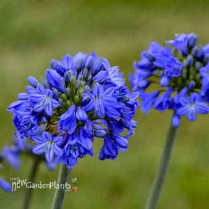 Agapanthus 'Galaxy Blue' Galaxy Collection