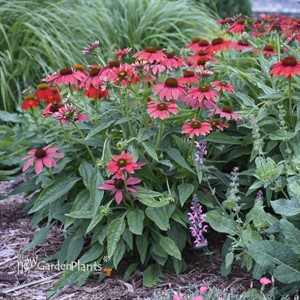 Echinacea LAKOTA™ Fire LAKOTA™ Series