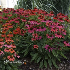 Echinacea LAKOTA™ Fire LAKOTA™ Series
