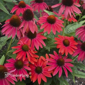 Echinacea LAKOTA™ Fire LAKOTA™ Series