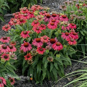 Echinacea LAKOTA™ Fire LAKOTA™ Series