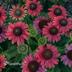 Echinacea LAKOTA™ Fire LAKOTA™ Series