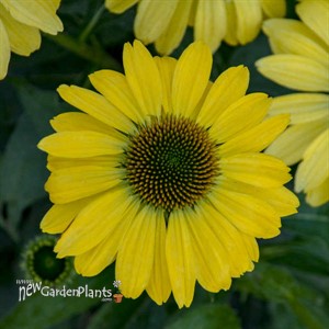 Echinacea 'Canary Feathers' PPAF EYE-CATCHER™ Collection