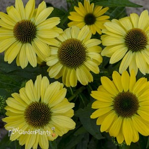 Echinacea 'Canary Feathers' PPAF EYE-CATCHER™ Collection
