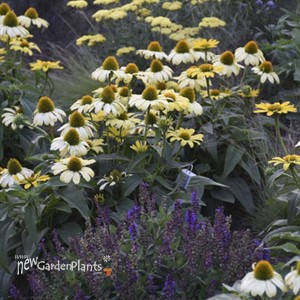 Echinacea 'Canary Feathers' PPAF EYE-CATCHER™ Collection