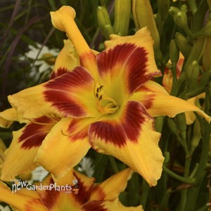 Hemerocallis 'Tiger Swirl' RAINBOW RHYTHM® Collection