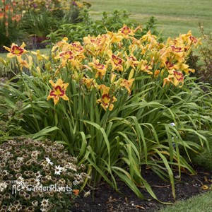 Hemerocallis 'Tiger Swirl' RAINBOW RHYTHM® Collection