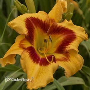 Hemerocallis 'Tiger Swirl' RAINBOW RHYTHM® Collection