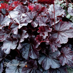 Heuchera NORTHERN EXPOSURE™ Black