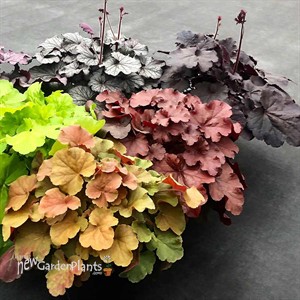 Heuchera NORTHERN EXPOSURE™ Black