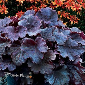 Heuchera NORTHERN EXPOSURE™ Black