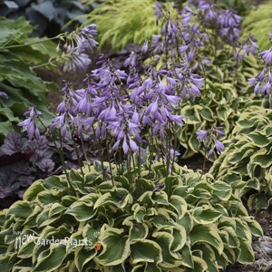 Hosta 'Wrinkle in Time' PP29456