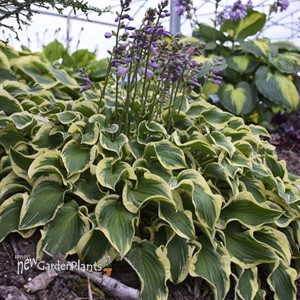 Hosta 'Wrinkle in Time' PP29456