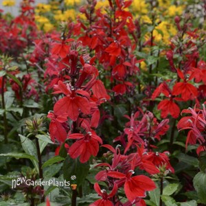 'Starship Scarlet' STARSHIP™ Series Lobelia
