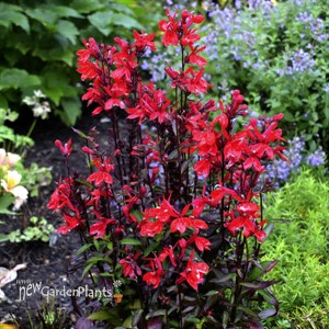 'Starship Scarlet' STARSHIP™ Series Lobelia