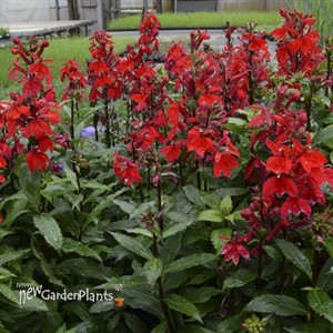 'Starship Scarlet' STARSHIP™ Series Lobelia