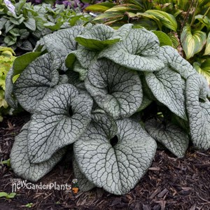 'Queen of Hearts' Brunnera