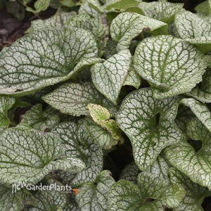 'Queen of Hearts' Brunnera