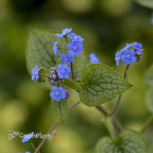 'Queen of Hearts' Brunnera