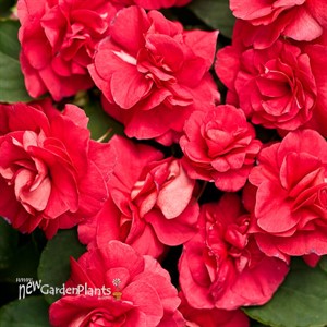 Rockapulco® Red Double Impatiens
