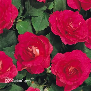 Rockapulco® Red Double Impatiens