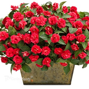Rockapulco® Red Double Impatiens