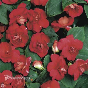 Rockapulco® Red Double Impatiens
