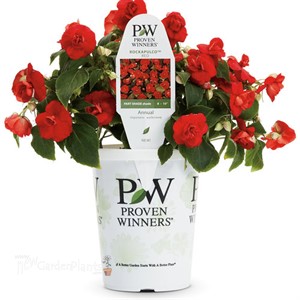 Rockapulco® Red Double Impatiens