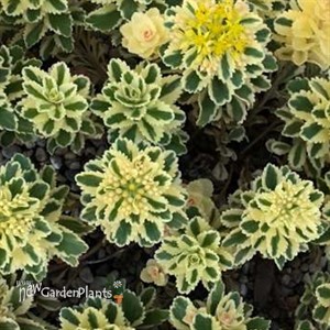 Sedum t. ATLANTIS