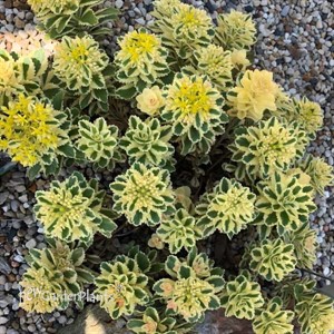 Sedum t. ATLANTIS
